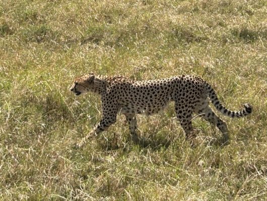 Safari Yako klantervaring 4