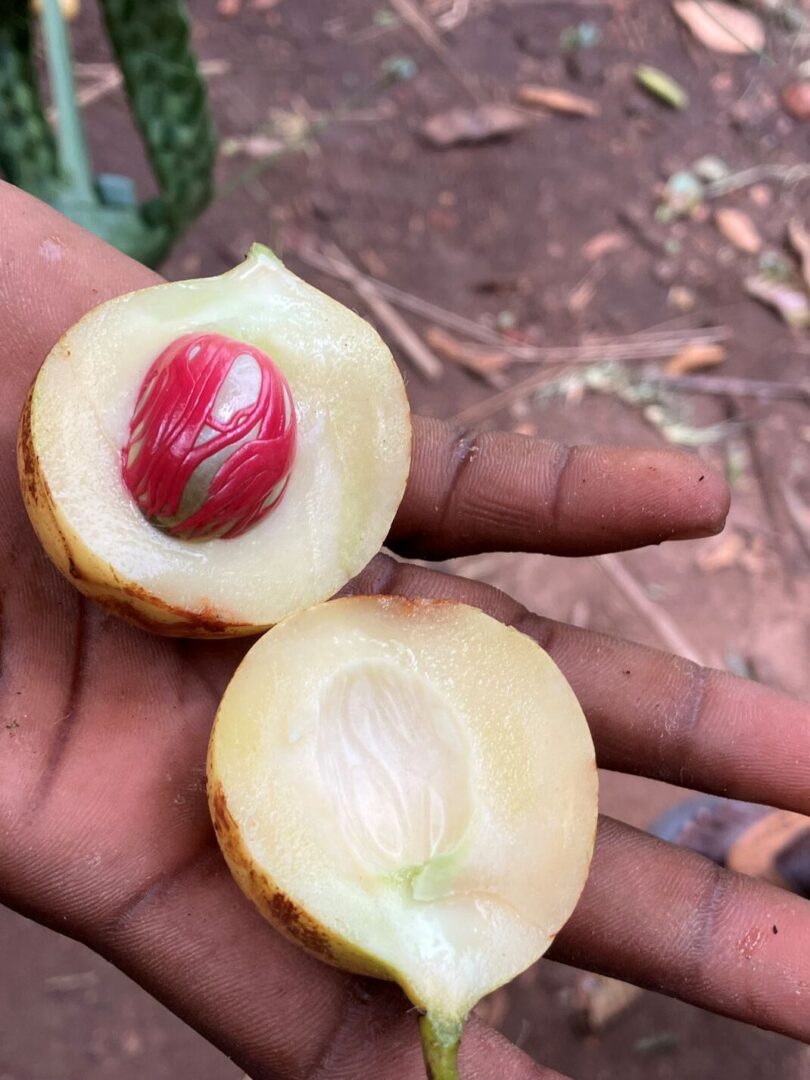 Zanzibar spice farm