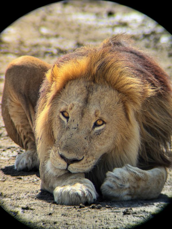 Huwelijksreis Tanzania 3