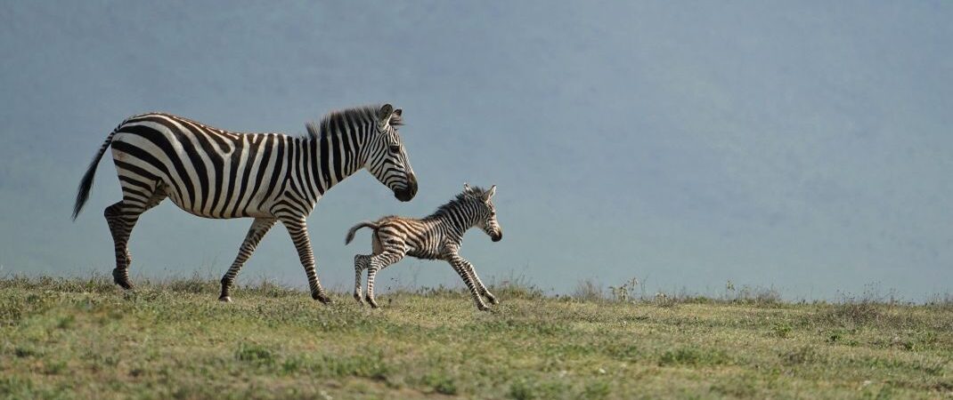 Huwelijksreis Tanzania