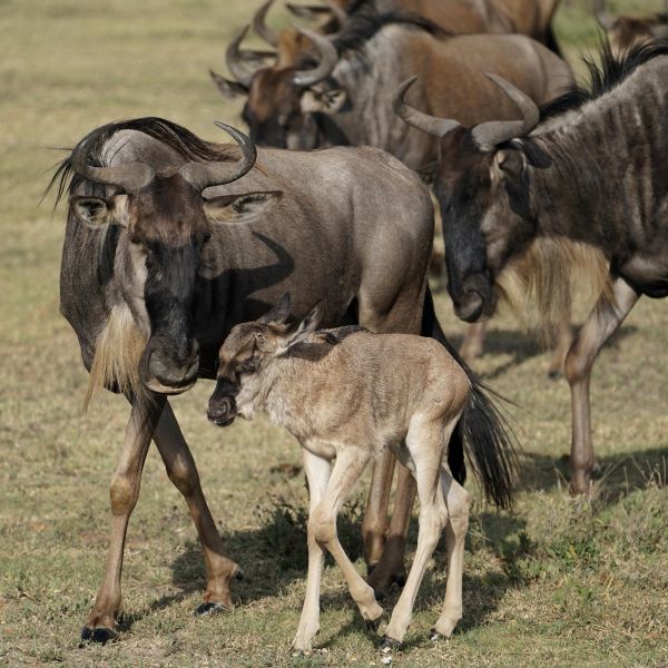 Safari Tanzania huwelijksreis