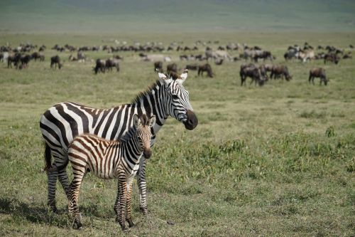 Safari Tanzania