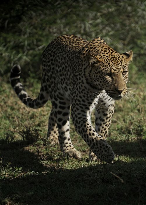 safari tanzania 2